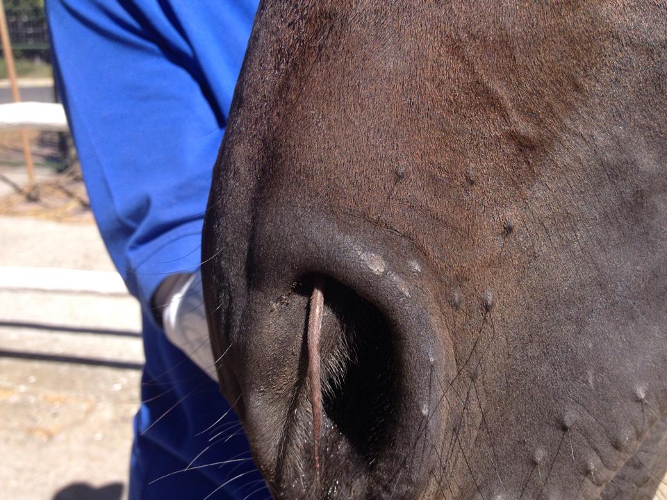 A rat lodged in a horse's nose.